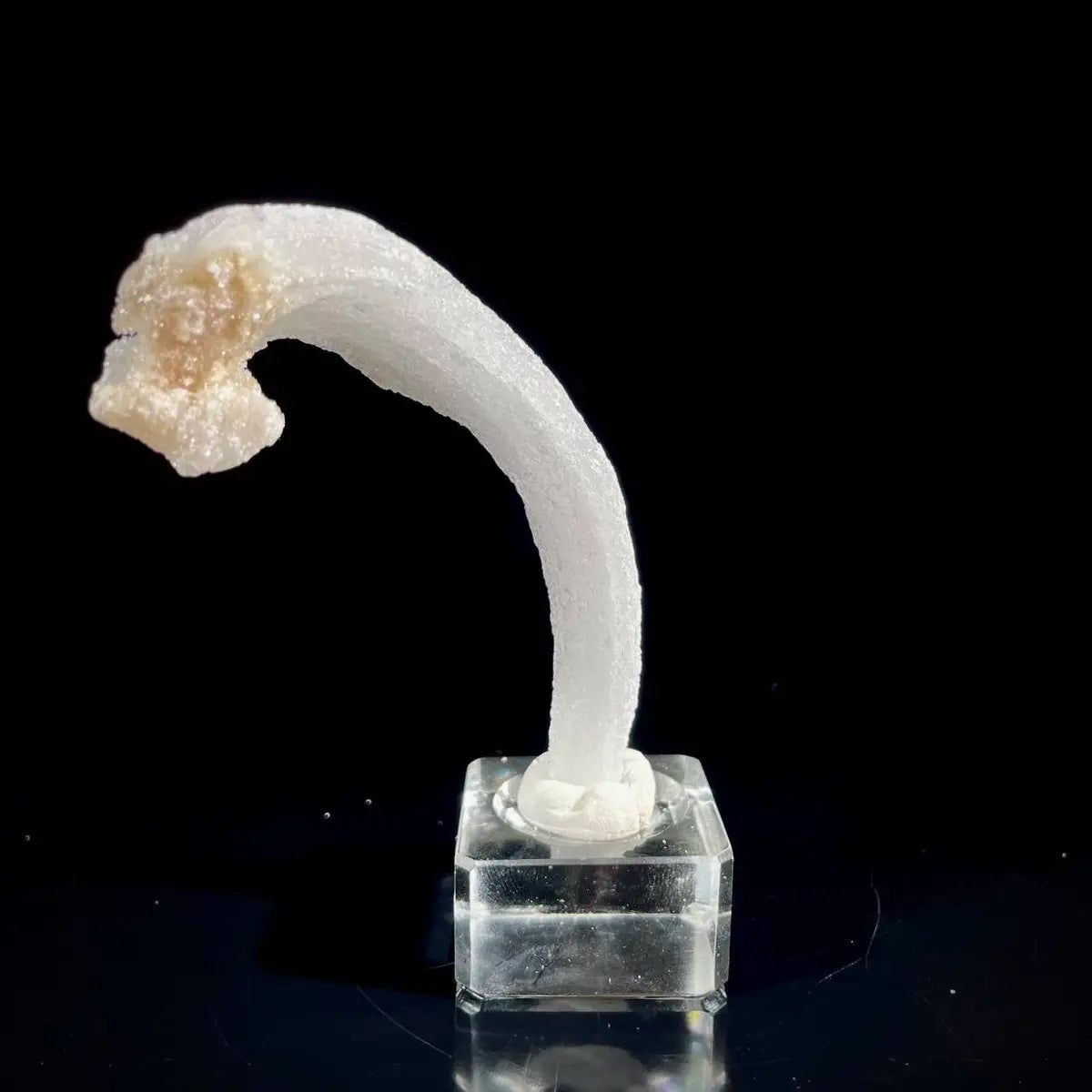 Natural Ram’s Horn Selenite Specimen | Guizhou, China | 40 g | 10*2*1 cm | Sulfate Minerals