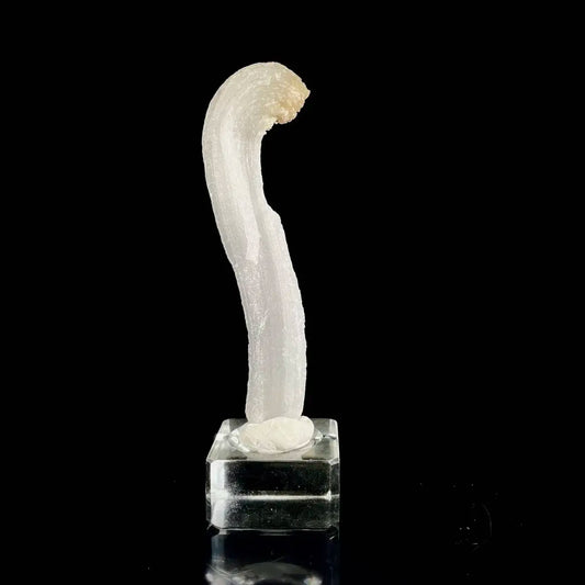 Natural Ram’s Horn Selenite Specimen | Guizhou, China | 30 g | 11*2.5*1 cm | Sulfate Minerals