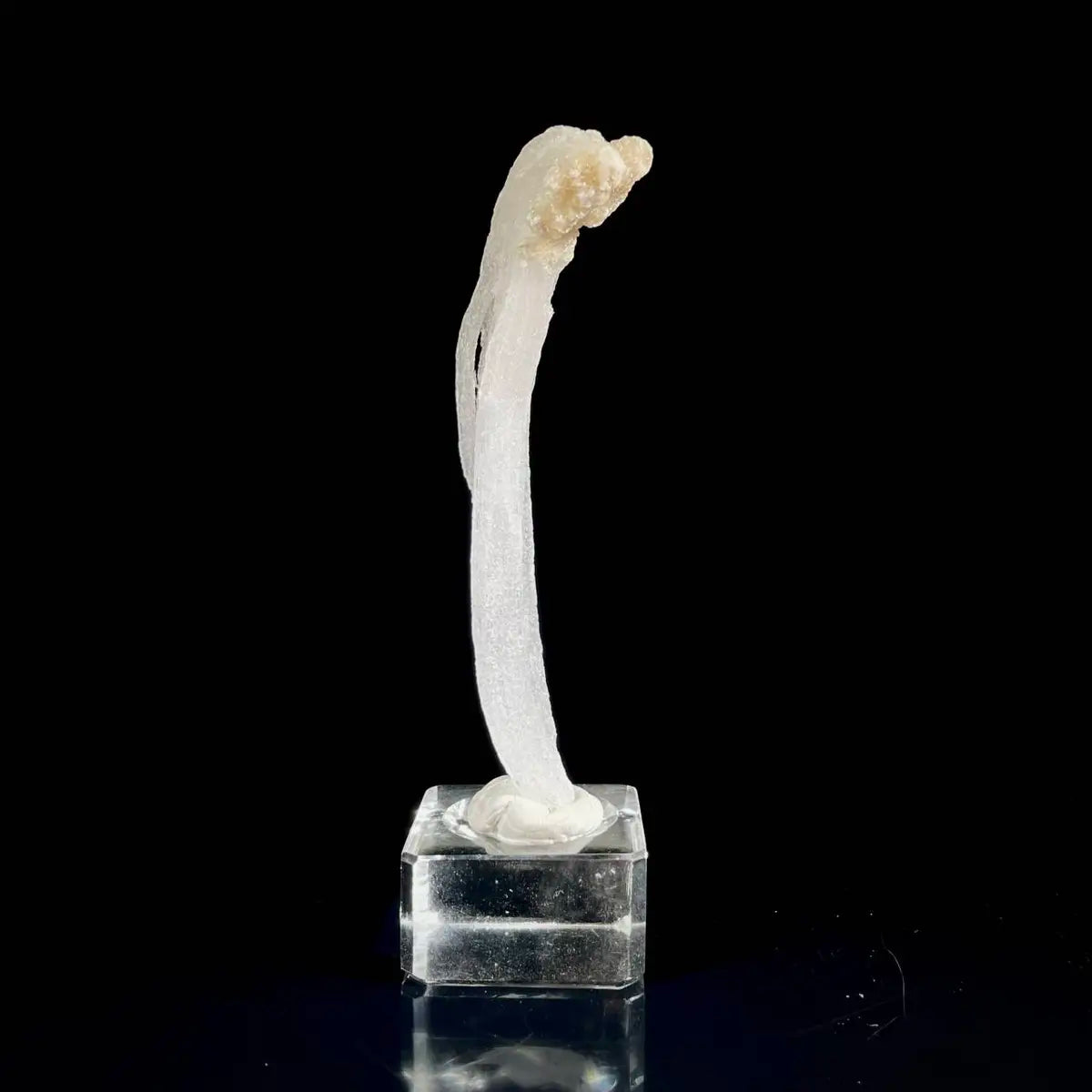 Natural Ram’s Horn Selenite Specimen | Guizhou, China | 30 g | 11*2.5*1 cm | Sulfate Minerals
