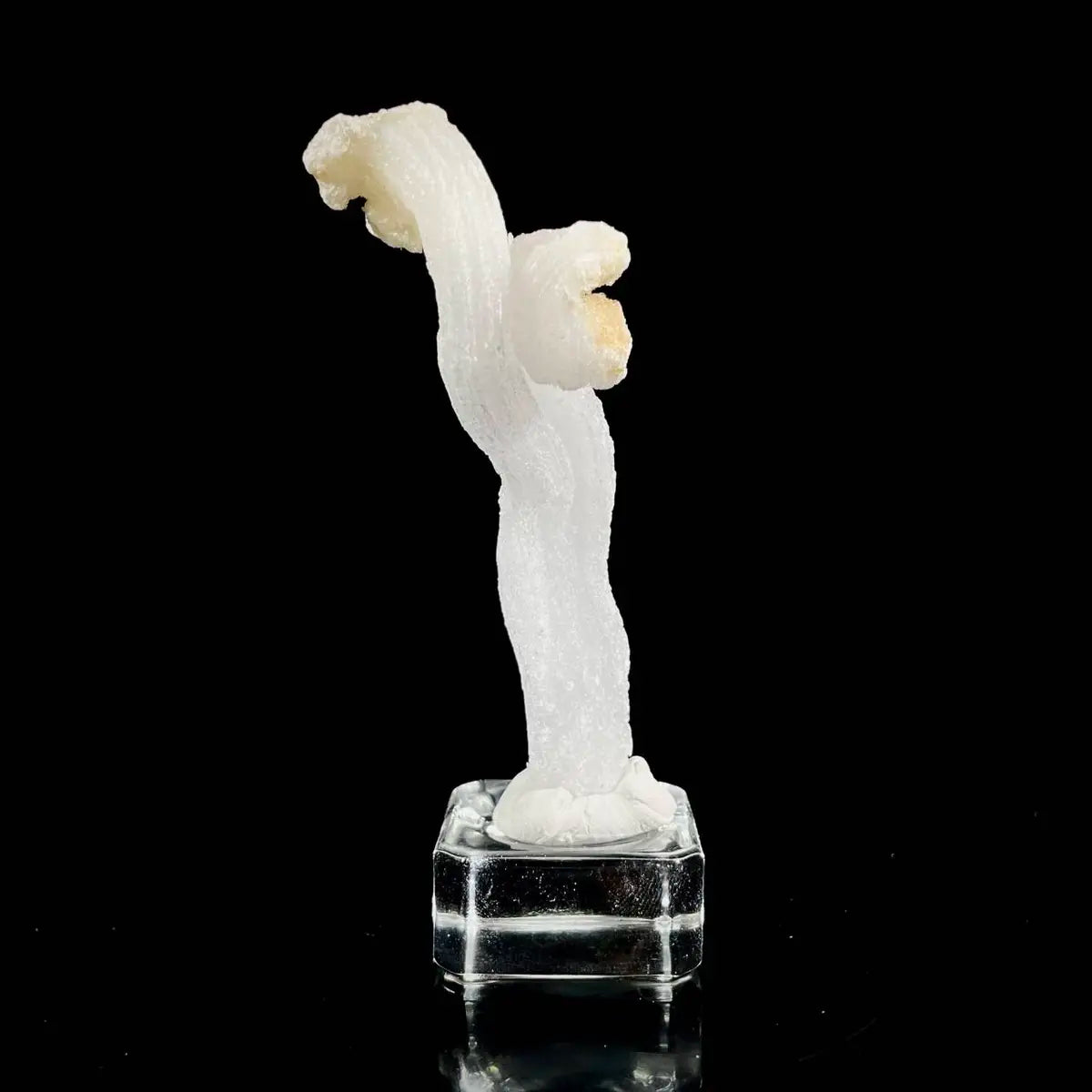 Natural Ram’s Horn Selenite Specimen | Guizhou, China | 40 g | 10*2*1.5 cm | Sulfate Minerals